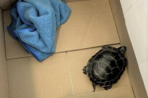 Turtle in a box